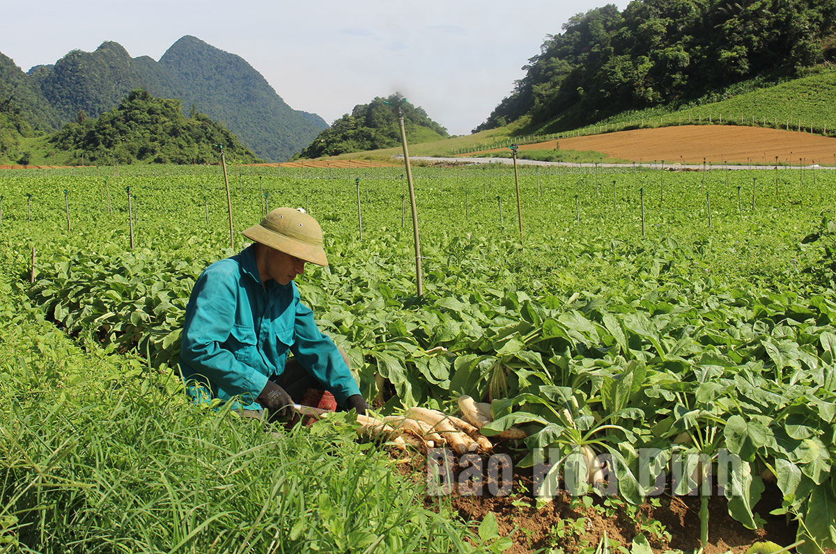 Hợp tác xã nông nghiệp hữu cơ v-organic: Sản xuất nông nghiệp sạch hướng tới giá trị bền vững
