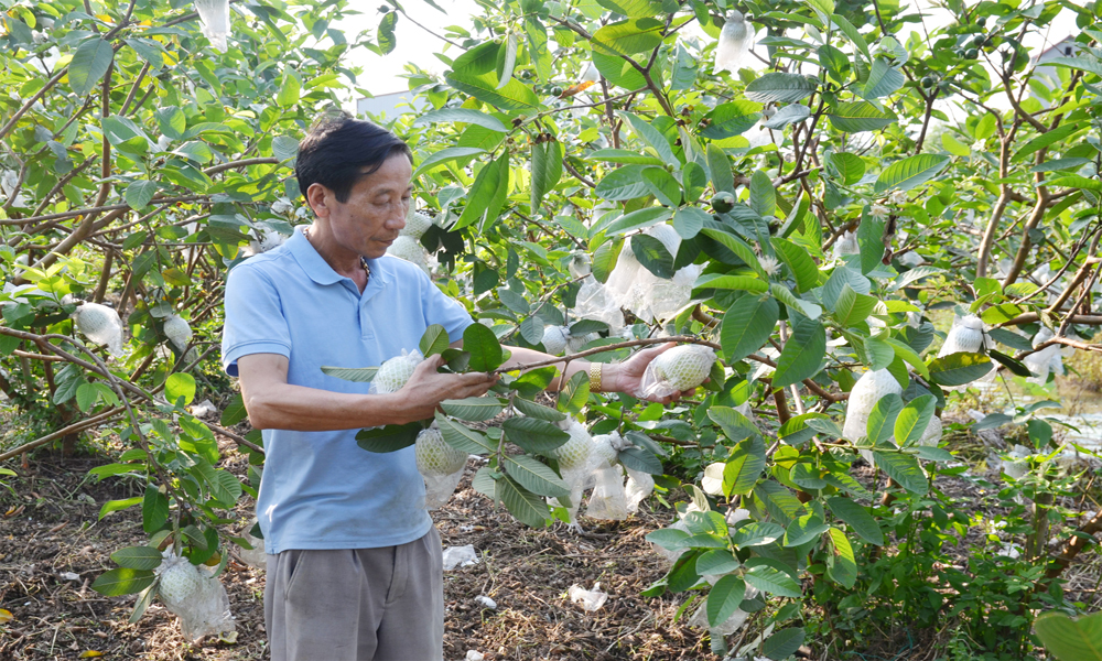 Ông Nguyễn Xuân Nam, thôn Phương Độ, xã Nhân Thắng với mô hình trang trại rộng 6,7 ha sử dụng các loại chế phẩm vi sinh IMO giúp nâng cao hiệu quả kinh tế.