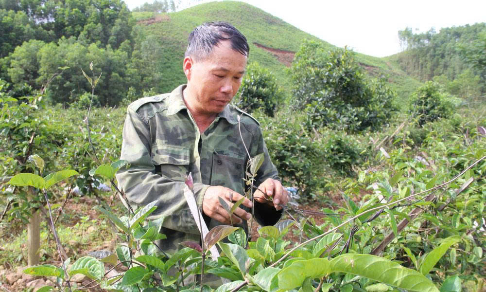 Anh Lê Văn Thuận chăm sóc vườn ba kích.