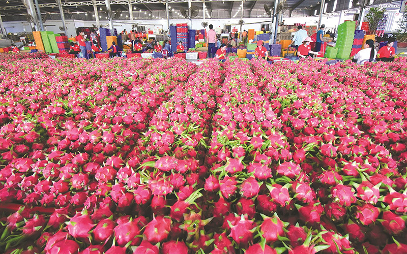 Thanh long Việt Nam nhiều cơ hội hiện diện tại thị trường Australia và New Zealand.