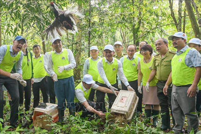 Tái thả động vật hoang dã sau cứu hộ về tự nhiên tại Vườn quốc gia Cúc Phương, một hoạt động quan trọng tại lễ kỷ niệm. Ảnh: TTXVN phát