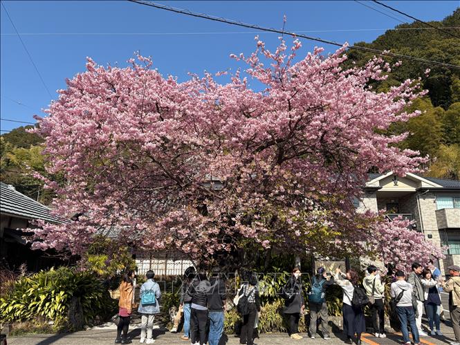 Nhật Bản đón lượng khách quốc tế kỷ lục nhờ 'cơn sốt' ngắm hoa anh đào. Ảnh: Xuân Giao/PV TTXVN tại Nhật Bản