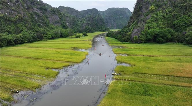Cánh đồng lúa ở Tam Cốc, xã Ninh Hải, thành phố Hoa Lư (Ninh Bình) vào vụ thu hoạch.