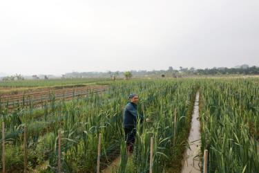 Những cánh đồng hoa giúp Nhân dân thôn Then có kinh tế phát triển.