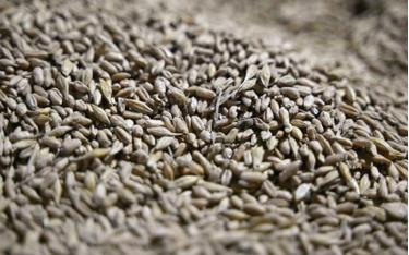 Ngũ cốc sau khi được thu hoạch tại một nông trại ở vùng Odessa, Ukraine. (Ảnh: AFP/TTXVN)